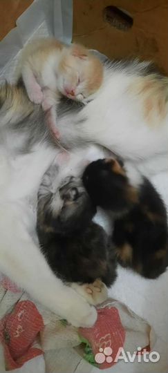 Котята в добрые руки