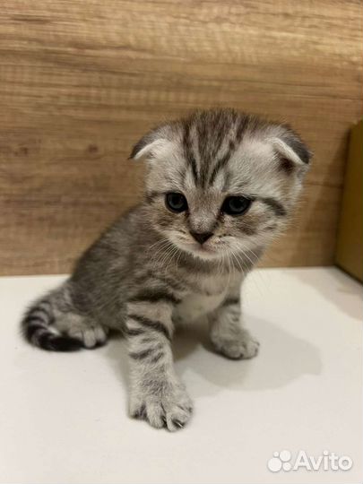 Шотландский кот вязка