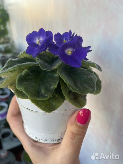 Фиалка цветущая