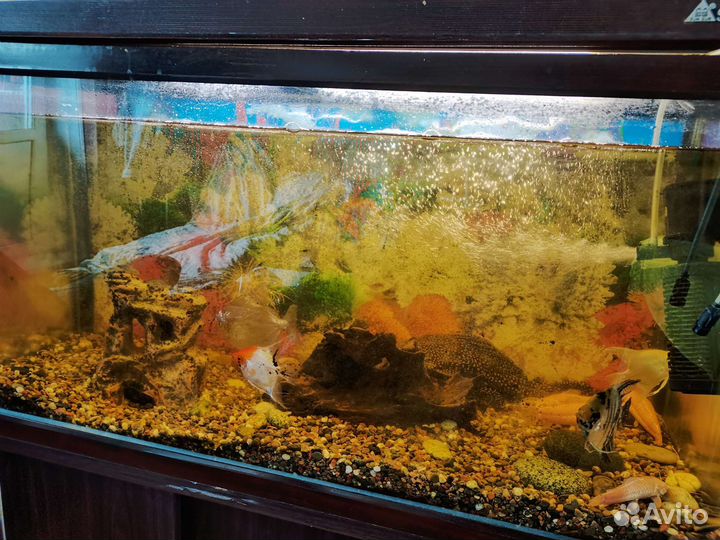 Аквариум