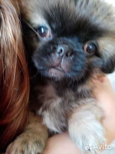 Щенки пекинеса