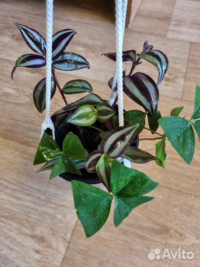 Традесканция