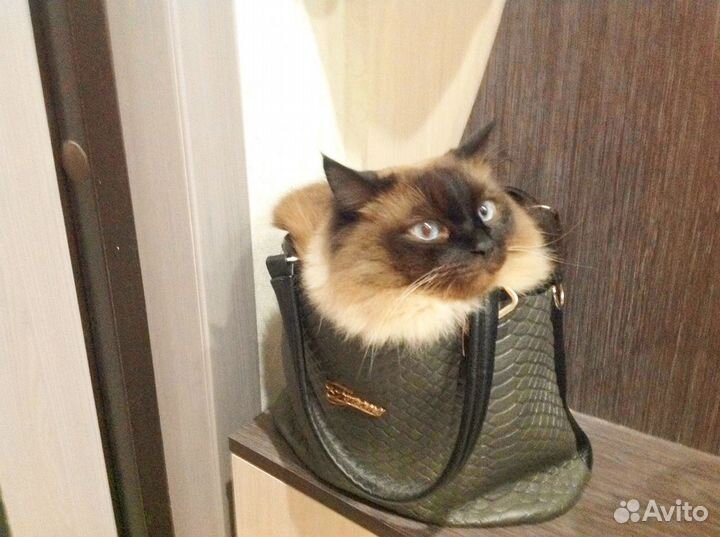 Отдам кота в добрые руки