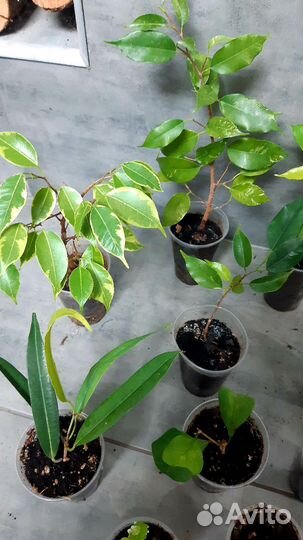 Фикус набор 13сортов почта