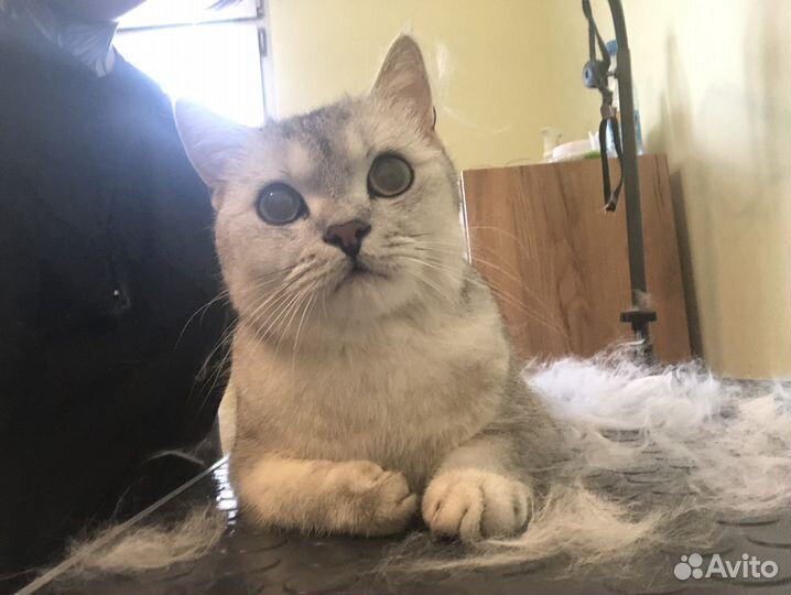 Груминг кошек