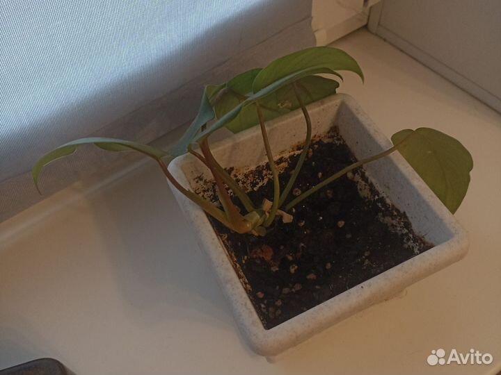 Филодендрон