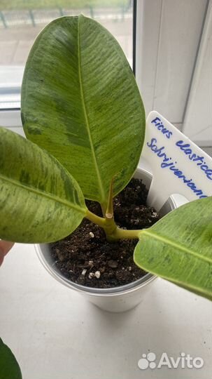 Фикусы сортовые шривериана, мелани