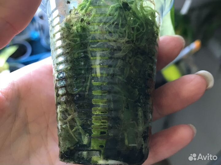 Деффинбахия марс