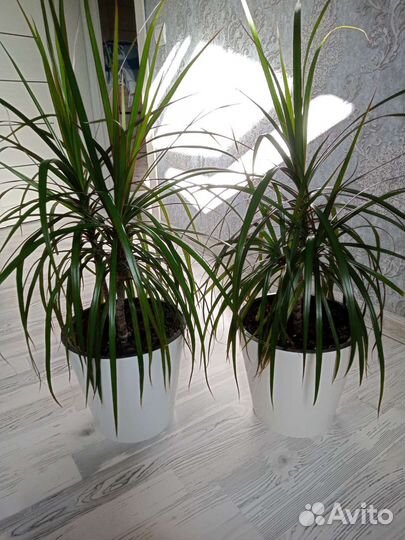 Пальма драцена