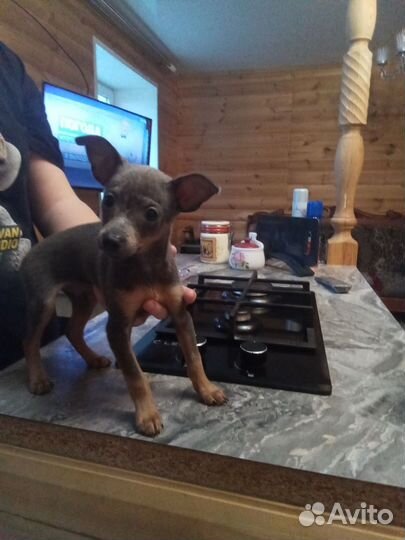 Мини той-терьер