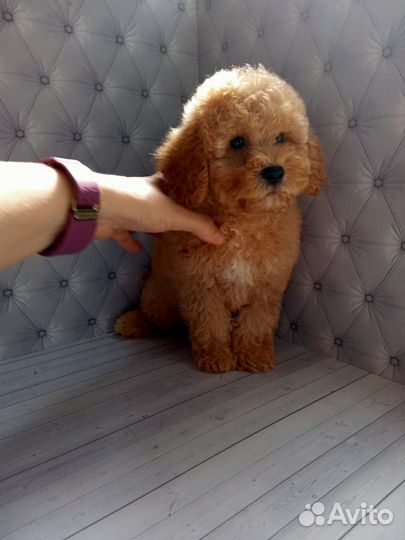 Мальчик мальтипу f2 Мишка