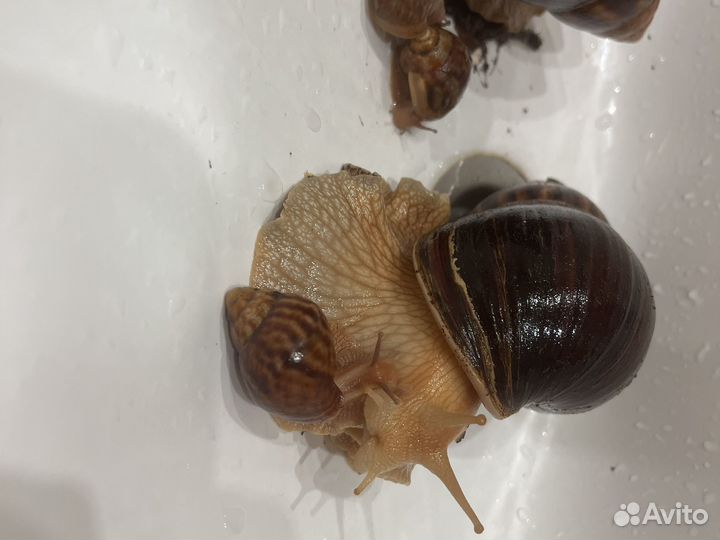 Улитка ахатина гигантская