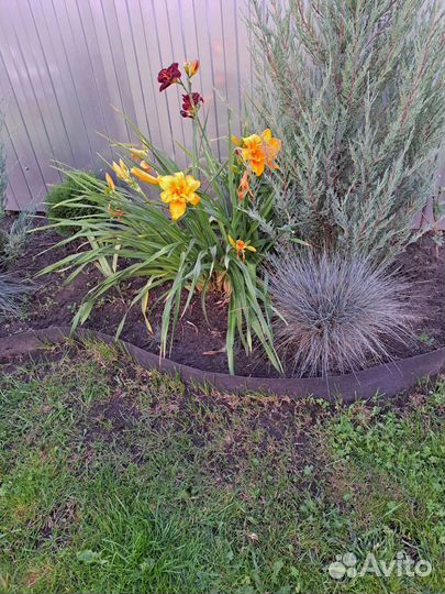 Овсяница сизая