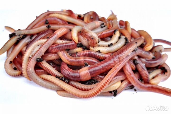 Червь крупный Дендробена