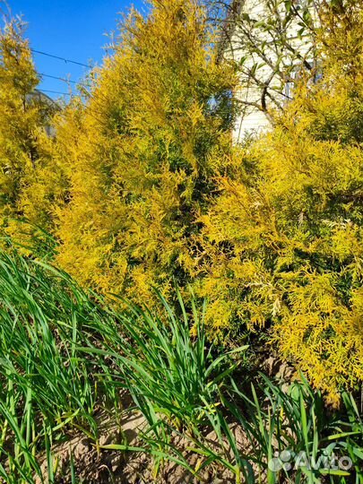 Туя золотистая