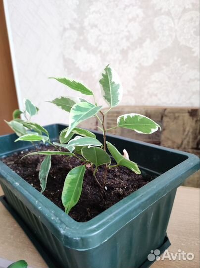 Продам комнатные цветы