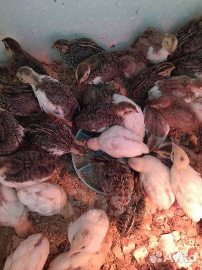 Перепела несушки и перепелята