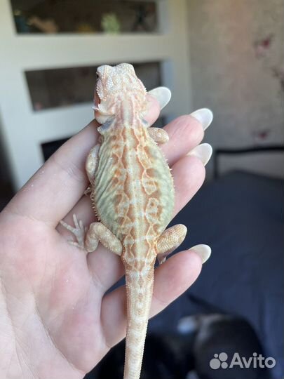 Агама самка