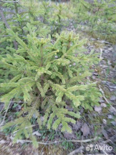Саженцы елочек, сосен