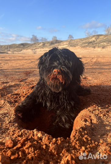 Вязка с шикарным кобелём