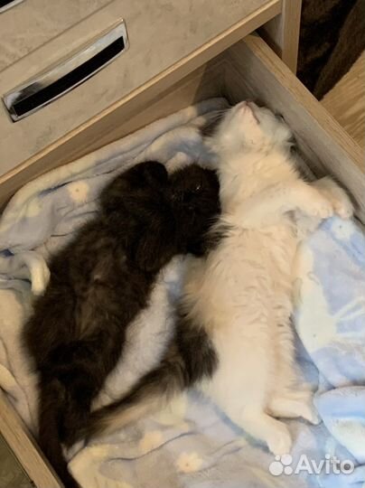 Котята в добрые руки бесплатно