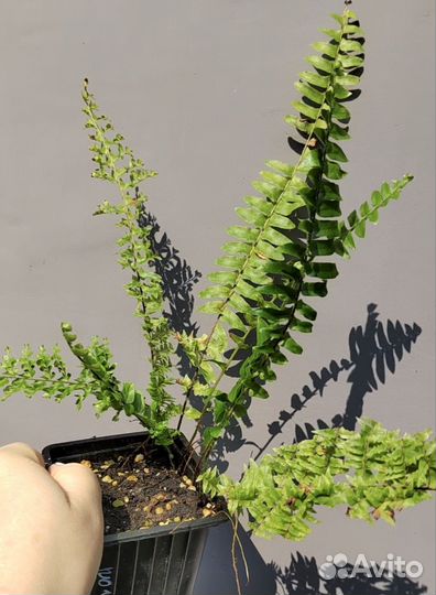 Нефролепис Бостон курчавый