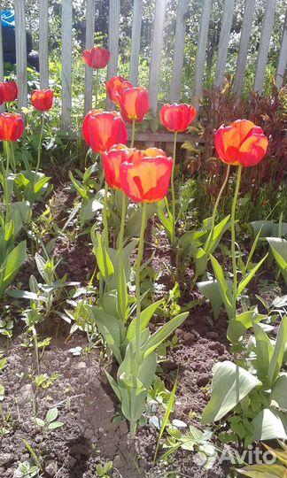 Луковицы тюльпанов