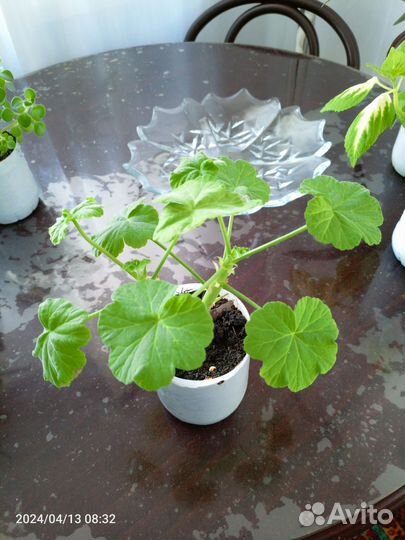 Комнатные растения