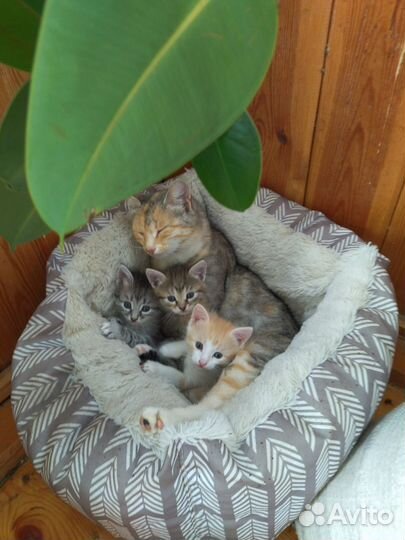 Котята в добрые руки
