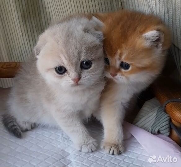 Котята из питомника