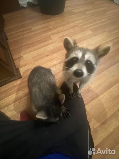 Енот полоскун