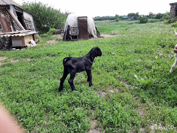 Молодые породистые козлики