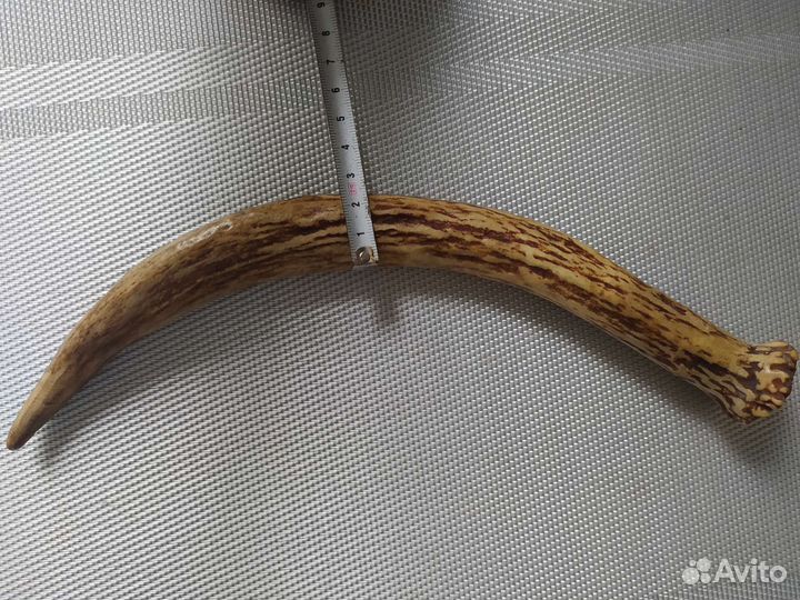 Рог оленя (для поделок)