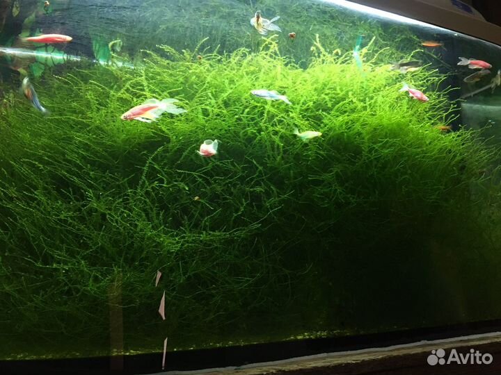 Яванский мох