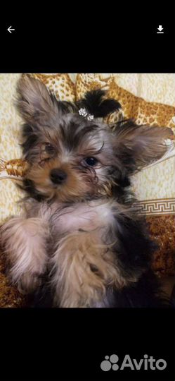 Йоркширский терьер супер мини