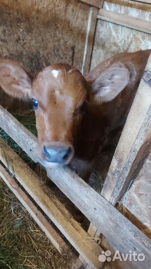 Телка айрширская породная