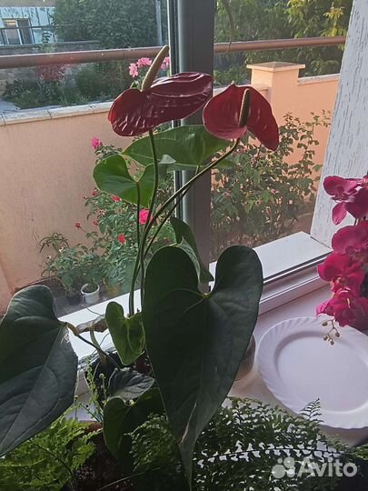 Комнатные цветы