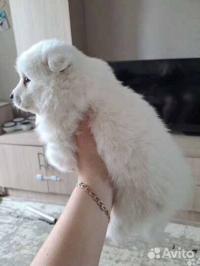 Щенок японского шпица