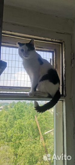 Кот очаровашка в дар