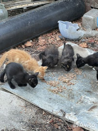 Котята в добрые руки с доставкой