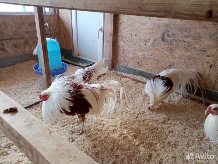 Продаются петушки
