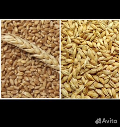 Зерно пшеница ячмень