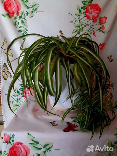 Хлорофитум бонни