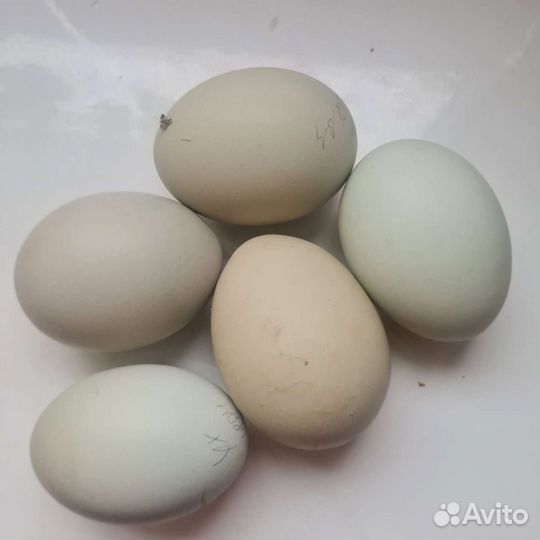 Семейка ухейлюй