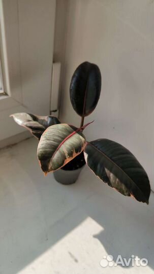 Фикус шривериана, ruby