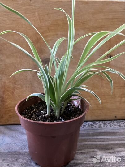 Хлорофитум Оушен