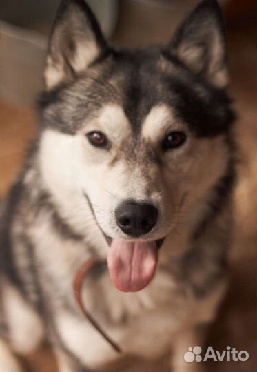 Алтай ищет дом