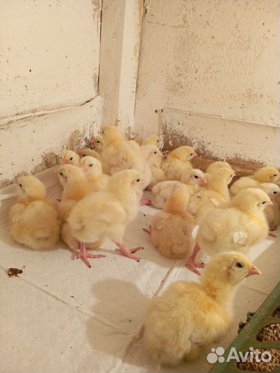 Цыплята бройлеры кобб 500