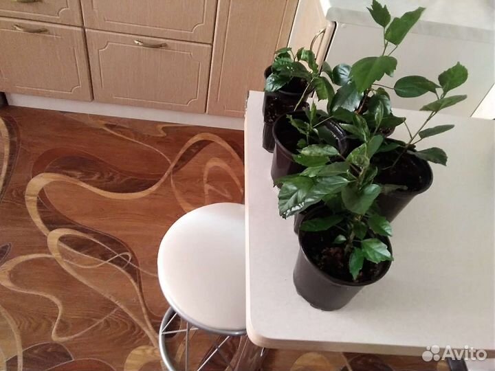 Роза комнатная домашняя гибискус махровый