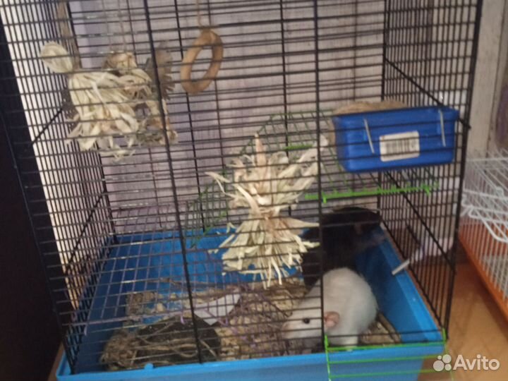 Крыса девочка